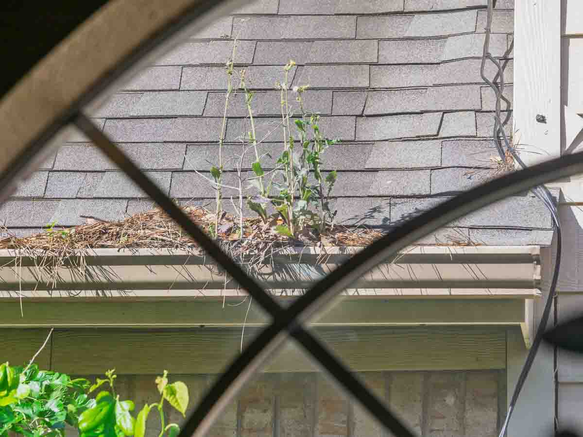 Time to clean the gutters?